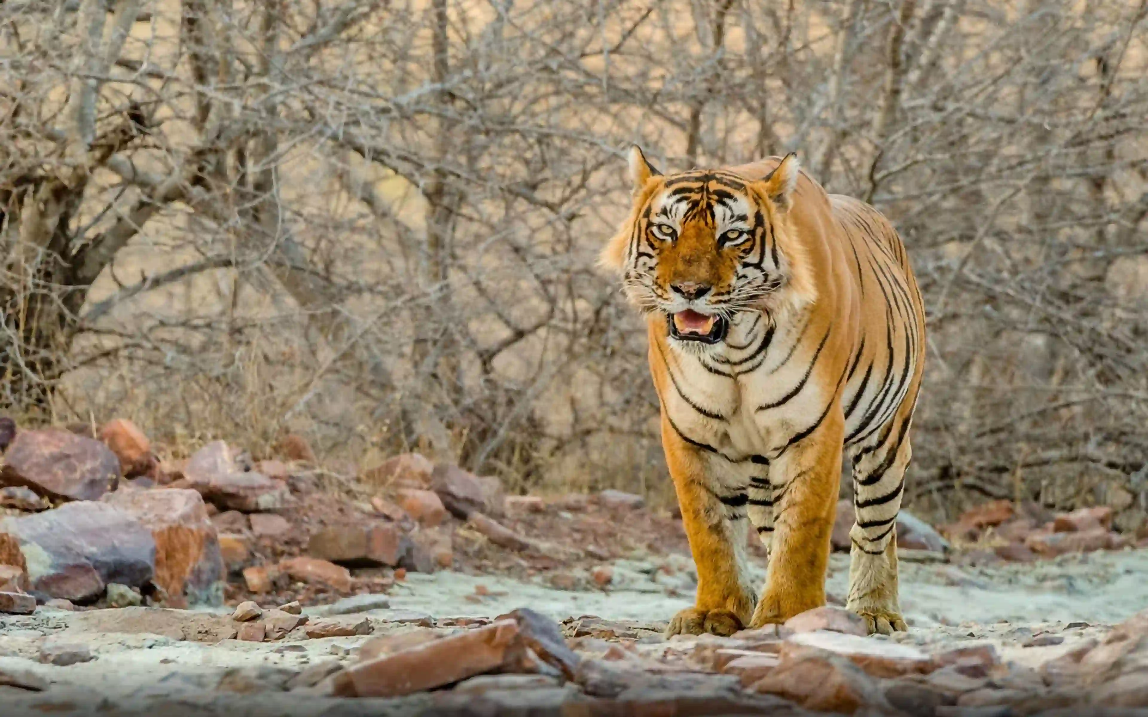 Why Should You Choose a Golden Triangle Tour with Ranthambore Safari?