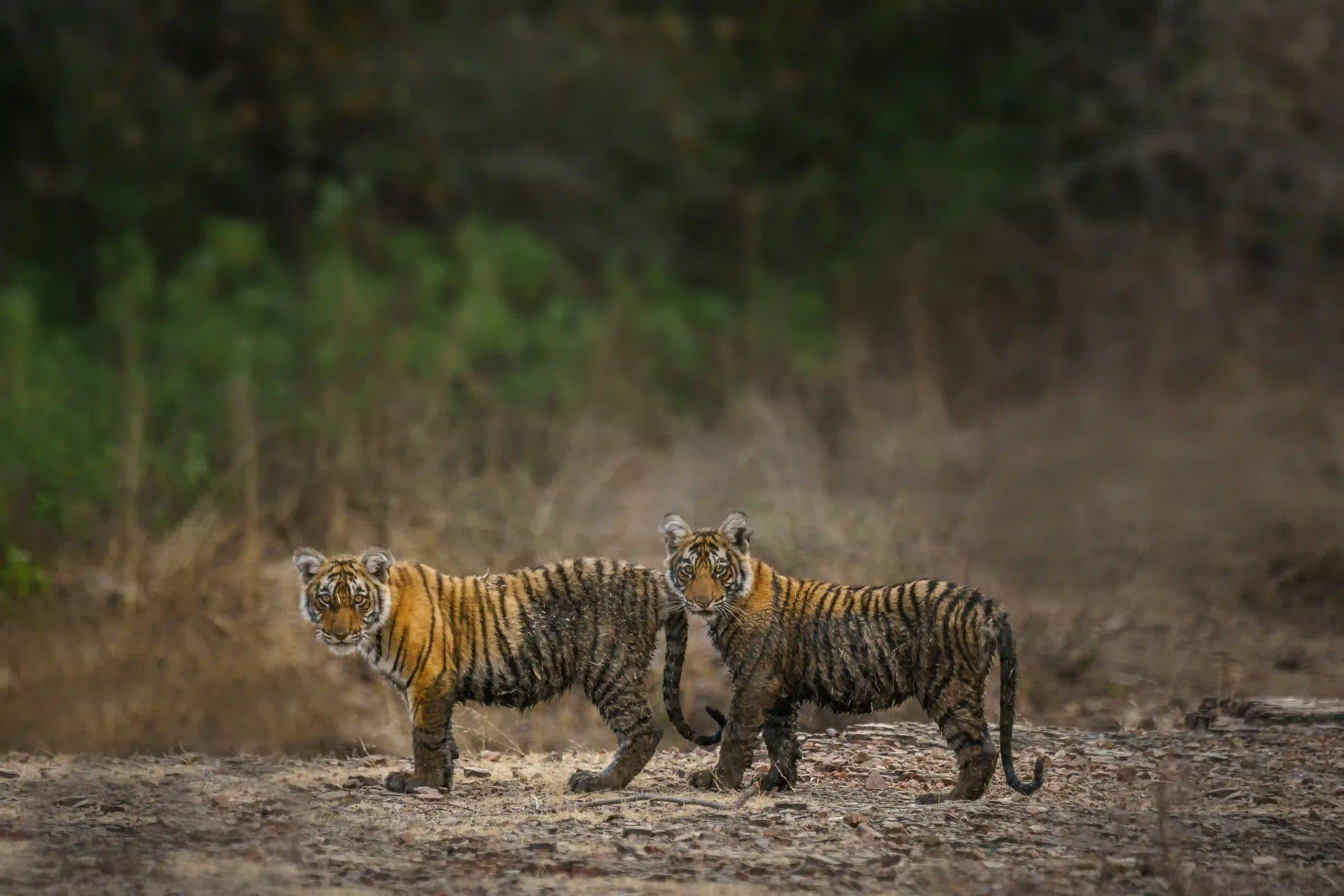 Golden Triangle Tour with Ranthambore
