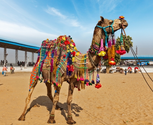 Golden Triangle Tour with Pushkar 5N/6D