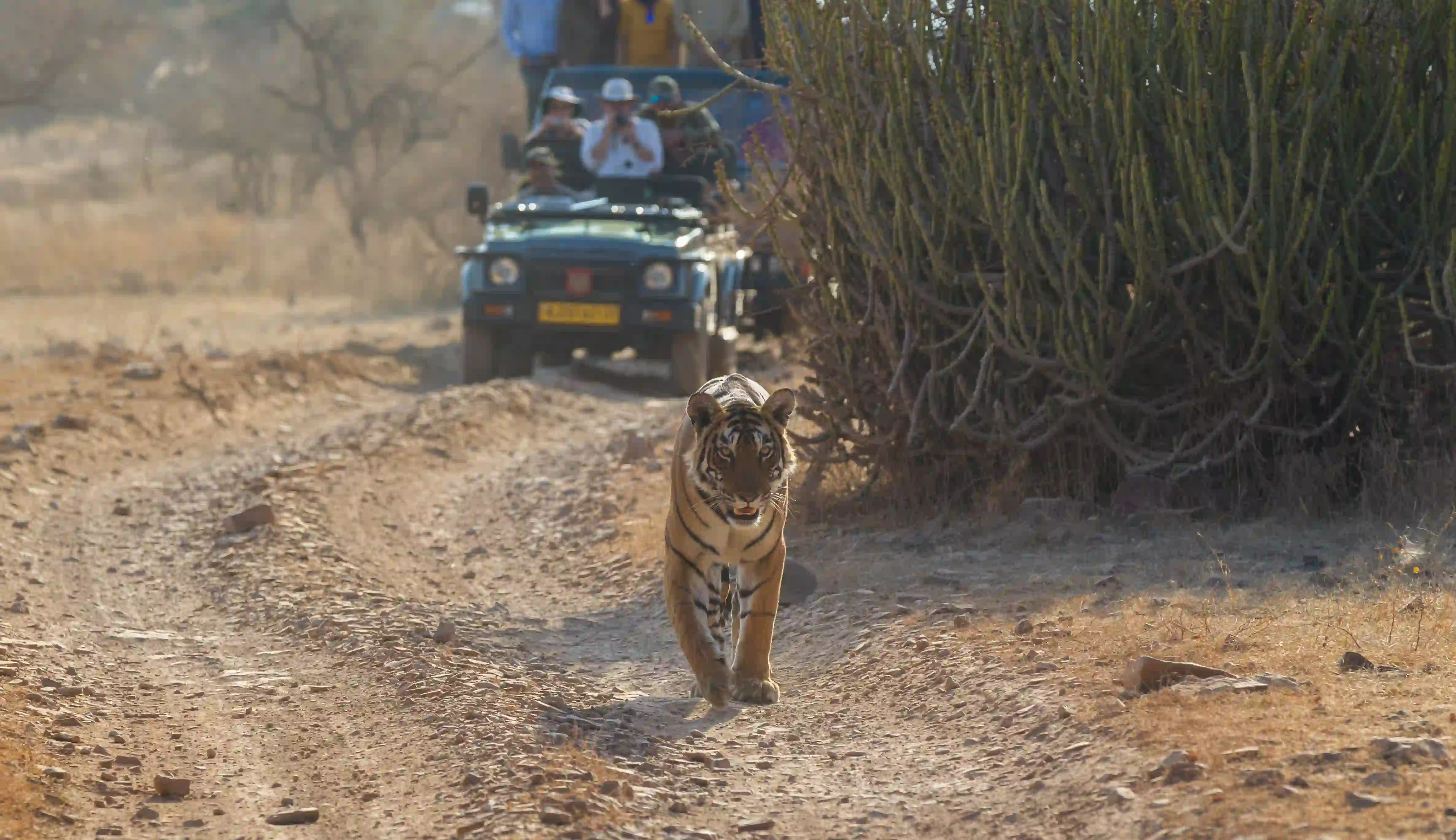 Golden Triangle Tour with Ranthambore 6N/7D