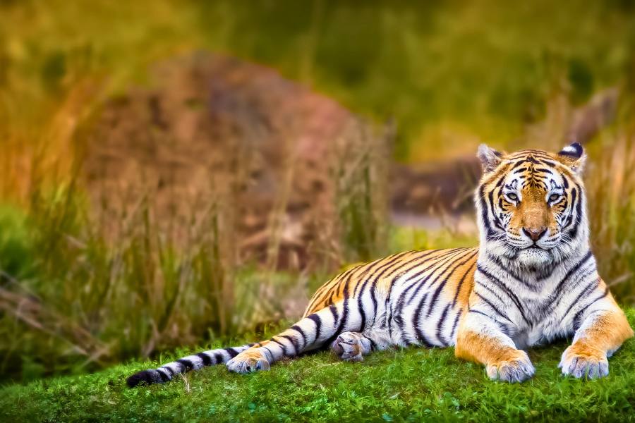 Golden Triangle Tour with Ranthambore 6N/7D