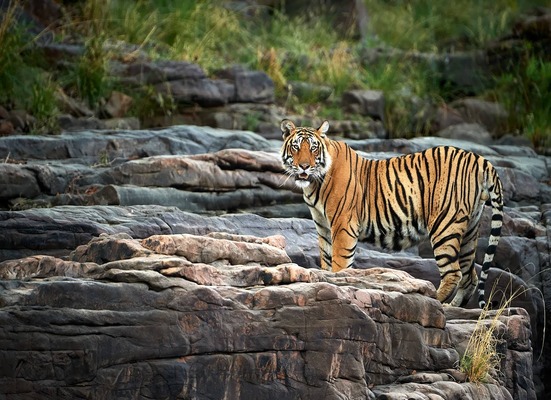 Golden Triangle Tour with Ranthambore